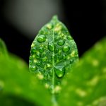 WATER DROPLETS , RAINY SEASON , DUE DROPS , INCREDIBLE NATURE